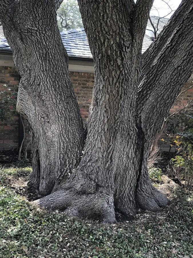 Mature heritage tree close to a Nederland property cared for by certified arborists